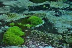 Euliano-Tarantelli-Il-verde-nel-Verde