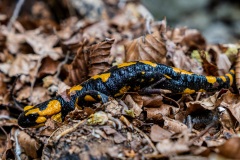 Laura-Quieti-Leleganza-della-Salamandra