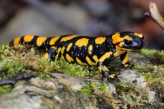 Riccardo Coletti - Salamandra nella Riserva naturale Quarto Santa Chiara