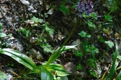 Simona Tarantelli - Orchis Purpurea